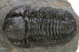 Big, Fat Gerastos Trilobite Fossil - Morocco #311059-1